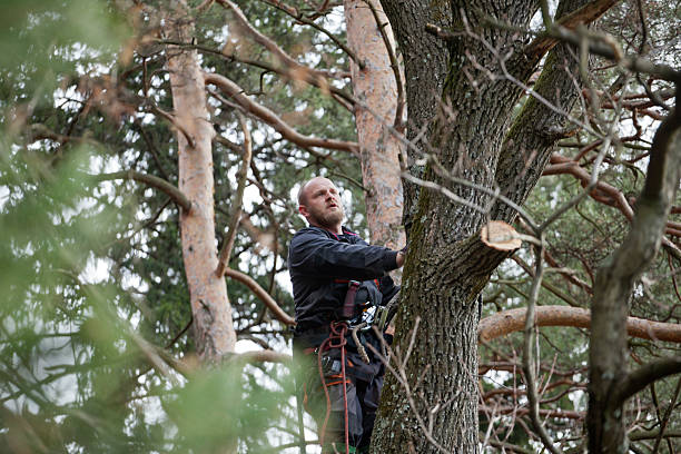 Professional Tree Care in Signal Hill, CA
