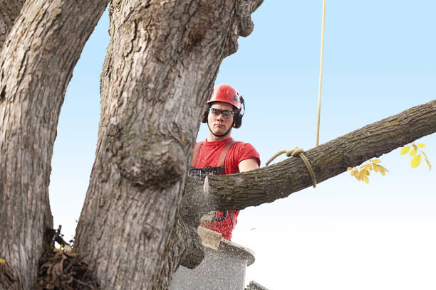 Best Tree and Shrub Care  in Signal Hill, CA